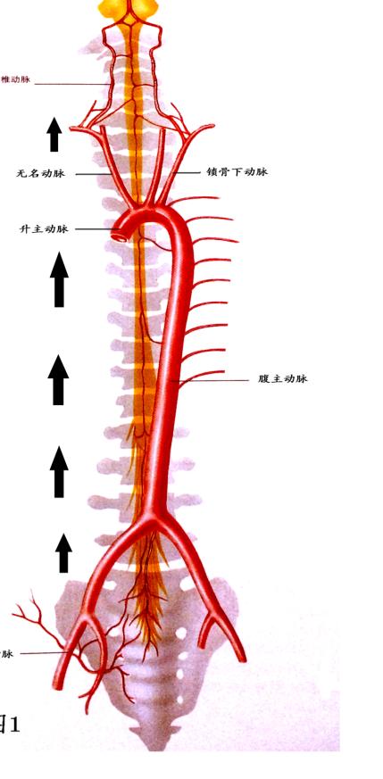 全脑血管造影的新宠儿――经桡动脉优势介绍