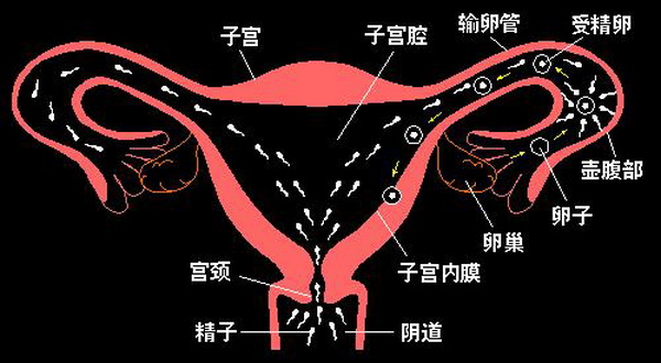 输卵管病变如何成为受孕的绊脚石