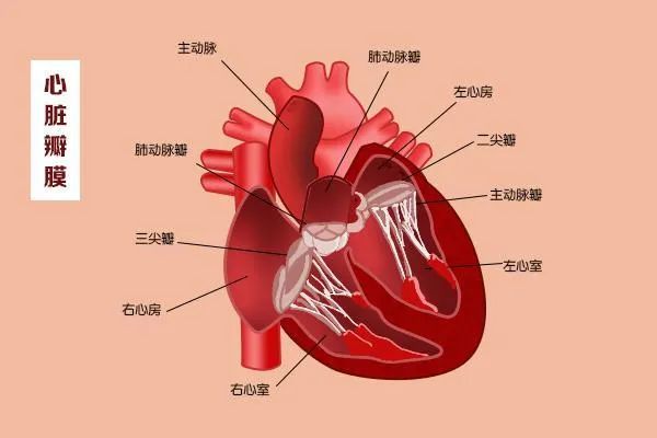 心脏瓣膜病知多少？聊聊瓣膜那些事