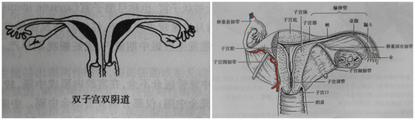 阴道里的“密室”